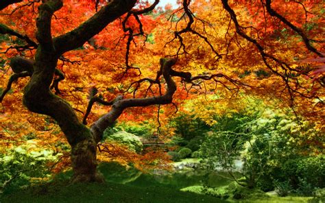 Autumn Leaves Wallpapers Full Hd Autumn Leaves 15469