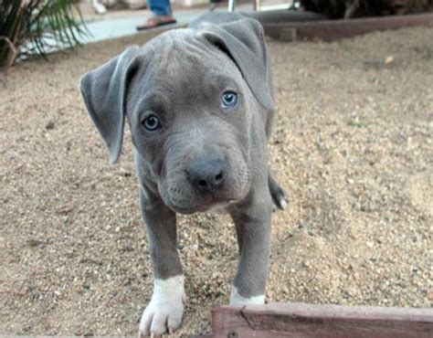 Cómo Identificar A Un Pitbull Blue Y Sus Características