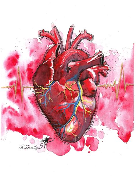 Heartbeat Dibujo De Corazon Humano Pintura De Coraz N Arte De Anatom A