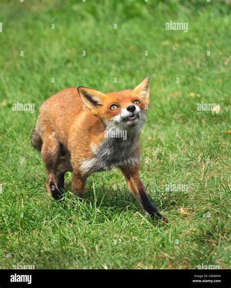 Red Fox Attack Stock Photo Alamy