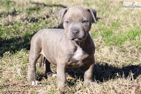 Kindly make a perfect choice and get yourself an american bully puppy or even a pair. 99+ Xl American Bullies For Sale - l2sanpiero