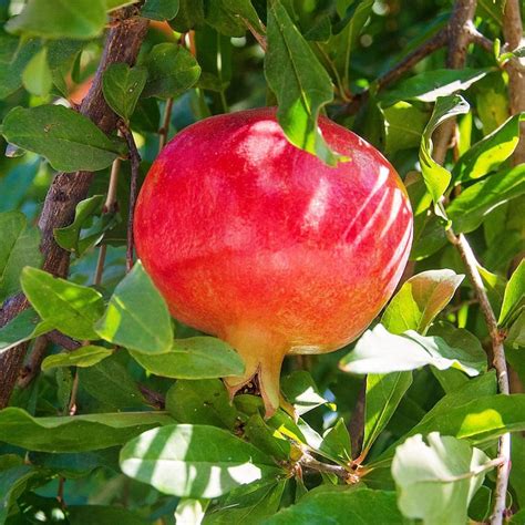 Russian Pomegranate Red Pomegranate Live Fruit Tree Indoor Etsy