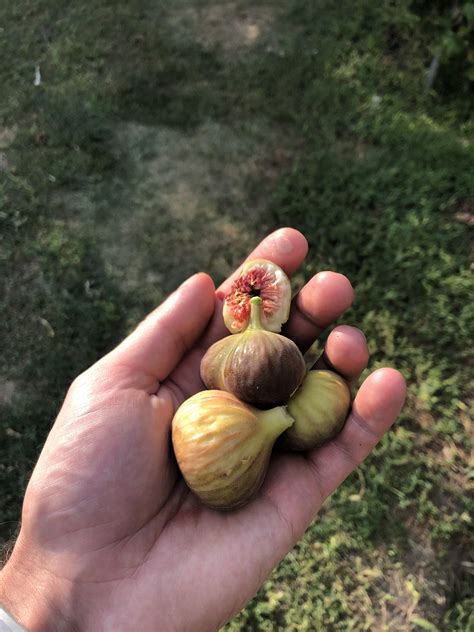 Need Help Figuring Out Fig Variety