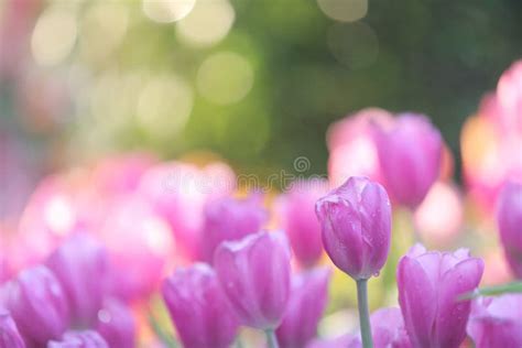 Pink Tulip Flowers In Sunset Stock Image Image Of Color Beauty