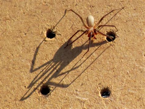 Missouri Couple Discovers Brown Recluse Infestation So Bad They Bleed