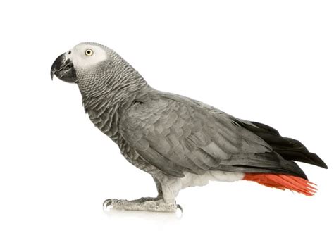 African Grey Parrot Stock Photo By ©cynoclub 73558369