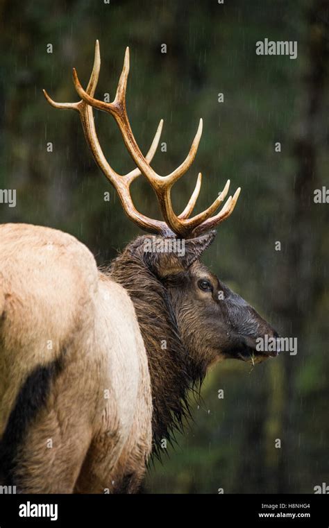 Roosevelt Elk Hi Res Stock Photography And Images Alamy