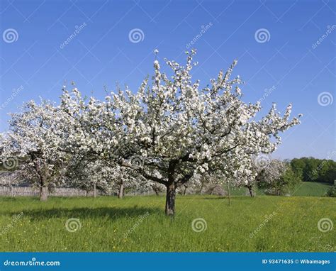 Flowering Apple Trees In Spring Stock Image Image Of Constance