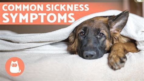 6 Most Common Warning Signs Your Dog Is Sick 🐶 Pet News Live