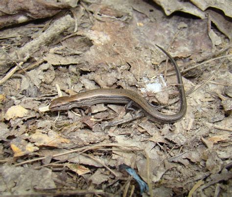 Little Brown Skink Trail Of Tears State Park Brad Gloriosos