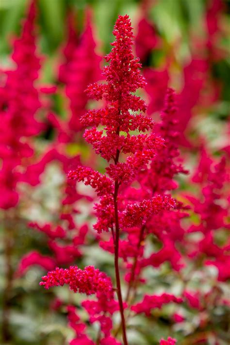 Shade Loving Flowers A Guide To Brighten Up Your Shaded Garden