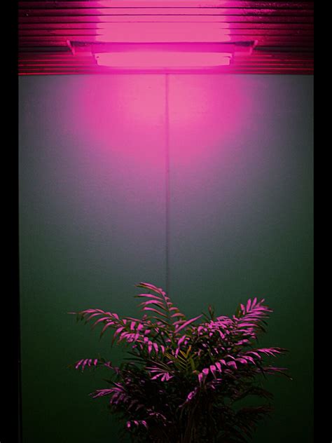 Pink neon background free vector. Light. | Plants | Pinterest | Neon, Lights and Aesthetics