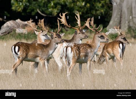 Group Fallow Deer Stags Standing In Grassland Stock Photo Alamy