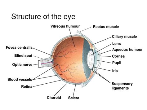 Ppt The Human Eye Part 1 Anatomy Of The Human Eye Powerpoint