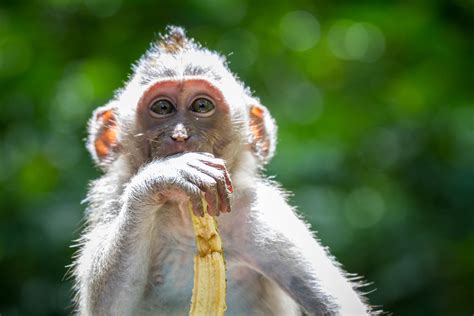 Only Reason To Visit Ubud Sacred Monkey Forest Sanctuary Minority Nomad