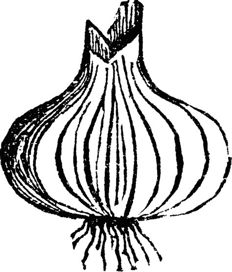 Onion clipart colouring page, Onion colouring page Transparent FREE for