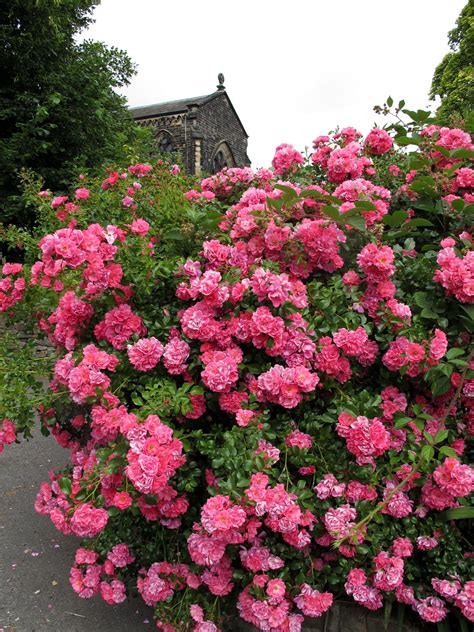 Pink Shrub Rose Jardim Ornamental Jardim