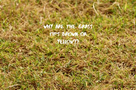 Why Are The Tips Of Your Grass Turning Brown Lawn Care Lessons