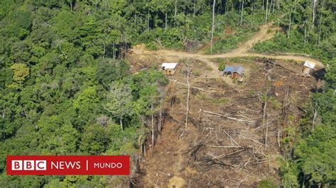 Amazonas Por Qué Se Ha Acelerado La Deforestación Con La Llegada De