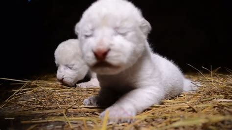 Rare White Lion Cubs Born In Crimea Safari Park Youtube