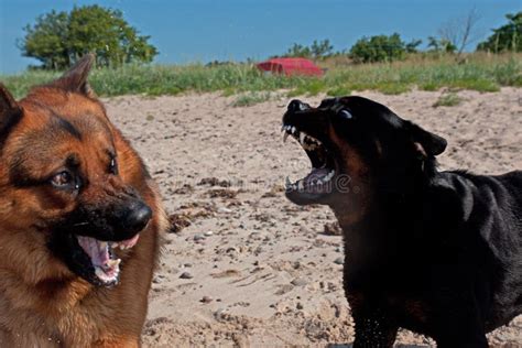 Two Big Dogs Fight Stock Image Image Of Playing Battle 36224347