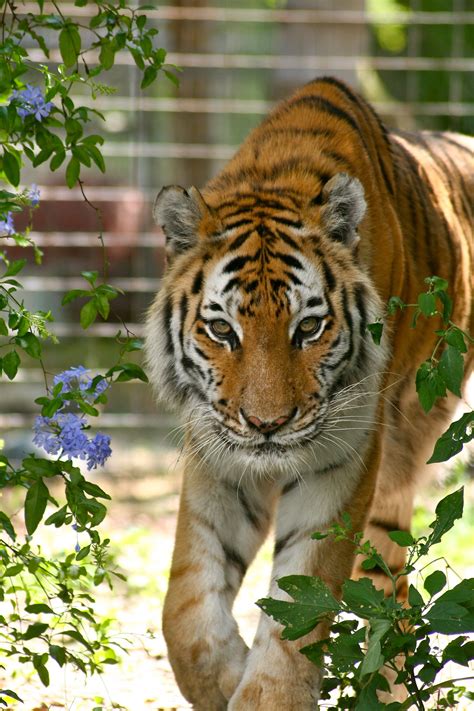 State of florida, this is a sanctuary for the big cats that, for some reason, aren't able to survive in the wilderness. Bengal Cat Rescue Florida - Pets Ideas