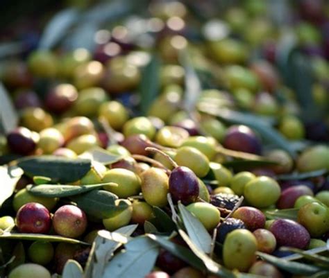 Le Olive Taggiasche Olio Alberti