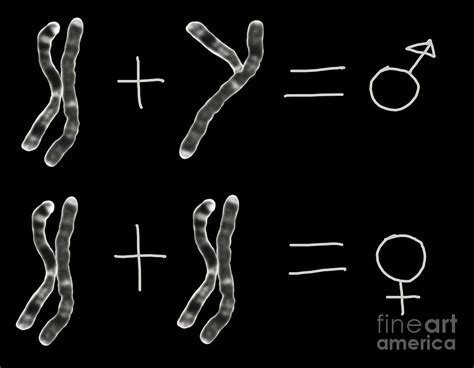 X And Y Chromosomes Concept Photograph By Dept Of Clinical Cytogenetics