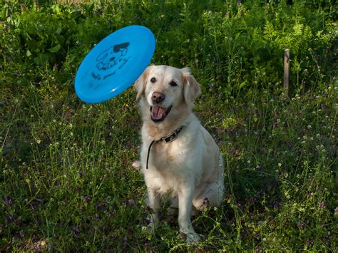 How To Teach A Dog How To Catch A Frisbee 10 Steps