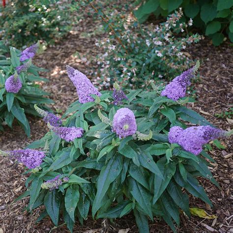 Pugster Amethyst Butterfly Bushes For Sale