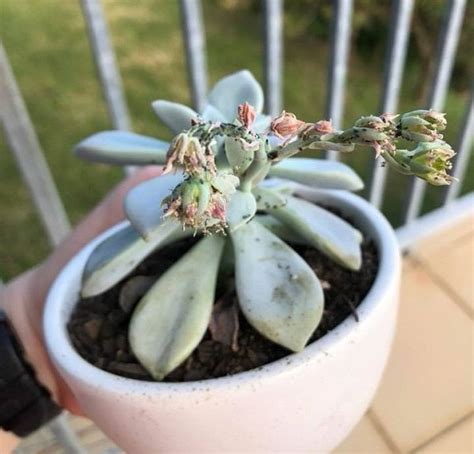You can eliminate mealybugs temporarily, but they are difficult to eradicate completely, especially in large groupings of plants. How to Control & Prevent Mealybugs on Succulents! | The ...