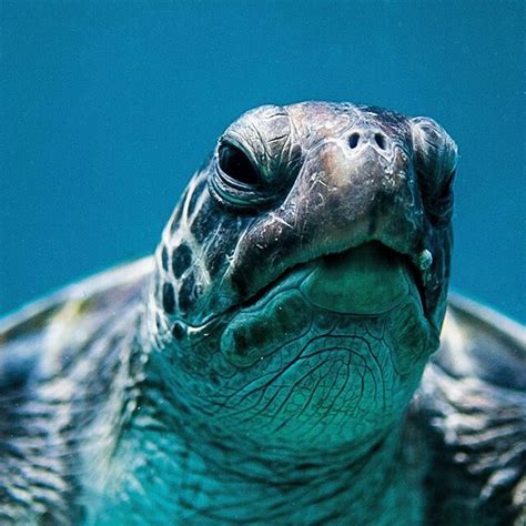 Sea Turtle Face Of Wisdom Tortoise Turtle Aquatic Turtles Turtle Love