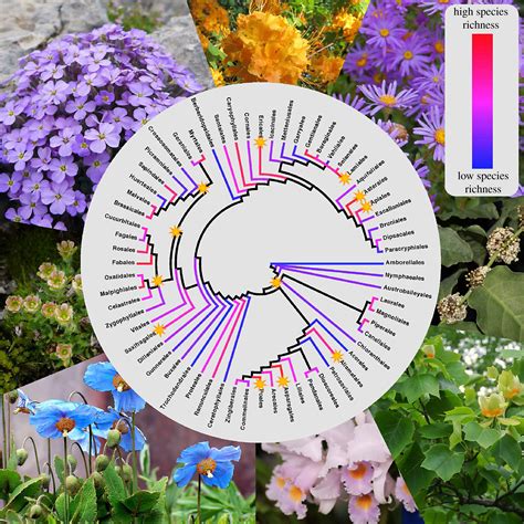 Darwin Review Angiosperm Phylogeny And Evolutionary Radiations