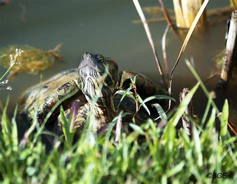 Slider Turtle Brian Evans Flickr