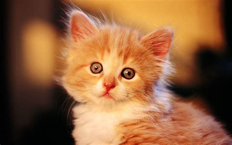 We've gathered more than 5 million images uploaded by our users and sorted them by the most popular ones. Baby Cat Wallpapers - Wallpaper Cave