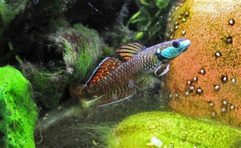 Rainbow Goby Aquarium Tips