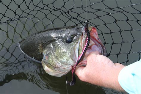 2017 Top North Carolina Bass Fishing Spots Game And Fish