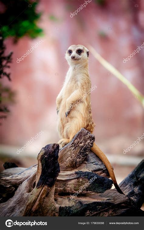 Portrait Of A Meerkat Stock Photo By ©ewastudio 179630098