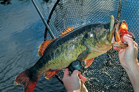 Virginia Bass Forecast For 2016 Game And Fish