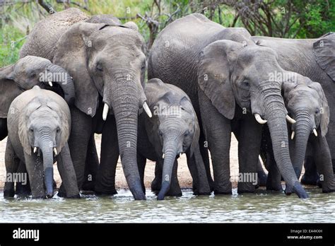 Elephant Herd Drinking At Watering Hole Located At Gomo Gomo Game Lodge