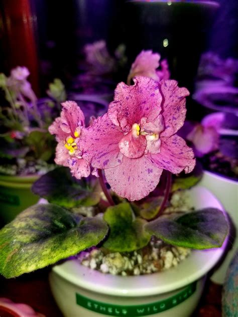Geranium maculatum is an herbaceous perennial native to deciduous woodlands of eastern north america, from southern ontario south to georgia and west to eastern oklahoma and the eastern part of the dakotas in zones 3 to 8. Variegated African Violet, 'Ethel's Wild Side' (all three ...