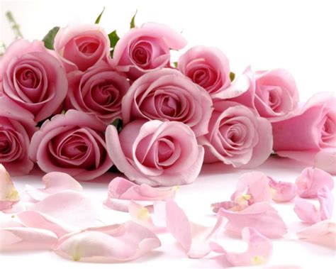 Gambar Bunga Mawar Pink Dalam Tumpukan Mawar Pink Mawar Bunga