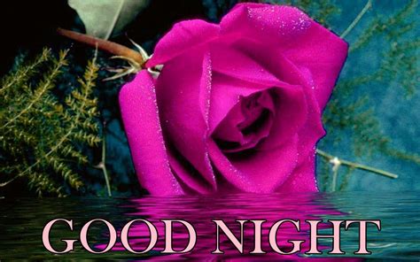 Good Night Rose Flowers Hd Images Best Flower Site
