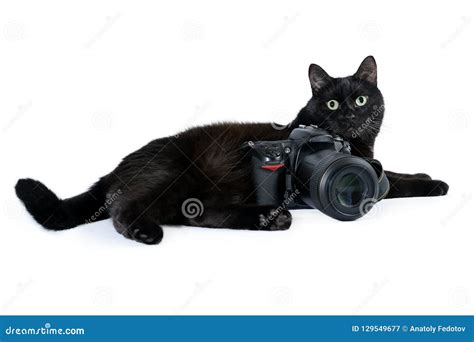 Funny Black Cat Is Photographer With Dslr Camera On White Stock Image