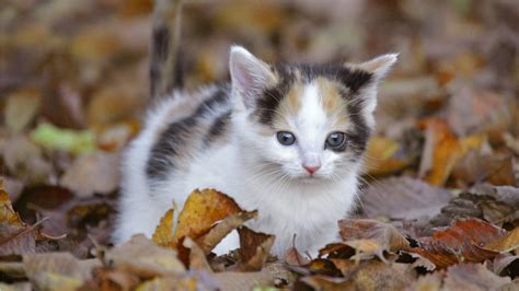 Cute Kittens Hd Wallpapers High Definition Free