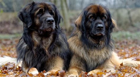 Leonberger Dog Breed Information Facts Traits Pictures And More