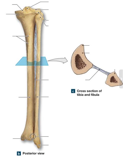 Posterior View And Cross Section Of Tibia And Fibula Diagram Quizlet