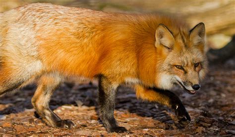 Tu n'es encore pour moi qu'un petit garçon tout semblable à cent mille petits garçons. 29-renard-roux-cp-morgane-bricard-1_detail - Parc ...