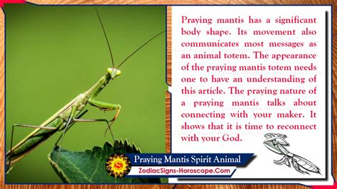 Check spelling or type a new query. Praying Mantis Spirit Animal: Totem, Meaning, Messages and ...