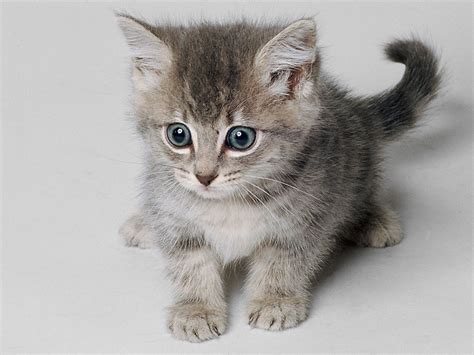 almayana: gatitos